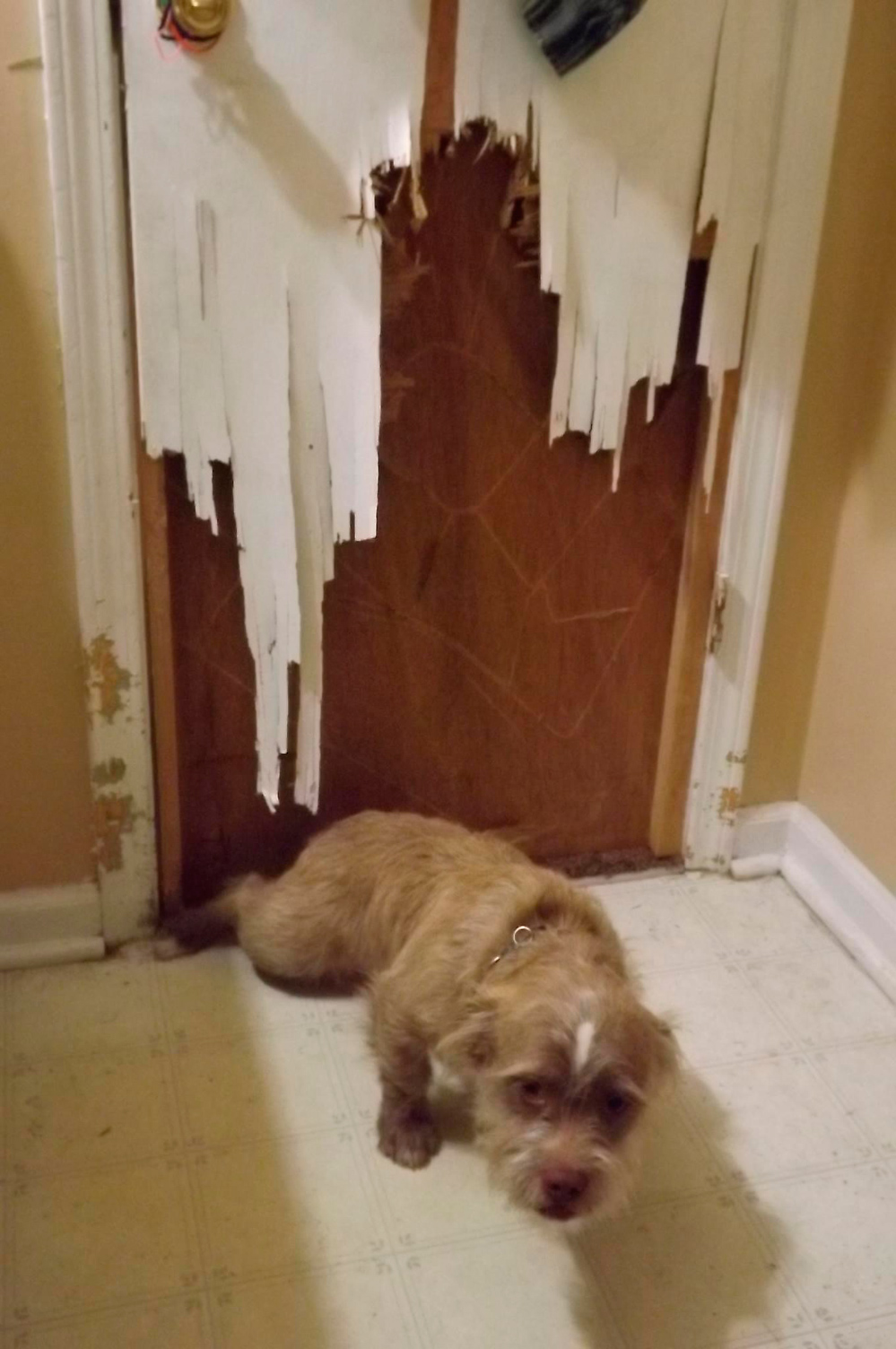 Собака прогрызла дверь