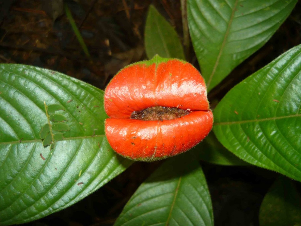 Psychotria elata